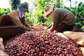 Phát triển chuỗi cung ứng Cwin Đăng Ký + 1888k cà phê đặc sản của tỉnh Gia Lai sang thị trường Mỹ và EU