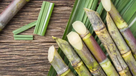 Nghiên cứu sự hài lòng của khách hàng đối với sản phẩm dinh dưỡng cây trồng Tiến Nông chuyên dùng cho cây mía
