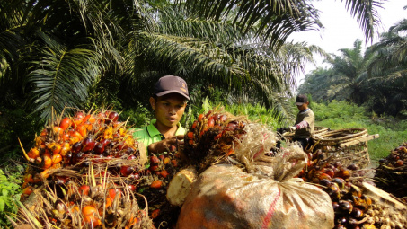 Indonesia siết chặt việc Cwin Đăng Ký + 1888k dầu cọ nhằm đảm bảo nguồn cung nội địa