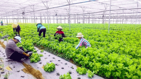 Giải pháp cơ cấu lại kinh tế Cwin.com link không chặn huyện Mỹ Tú, tỉnh Sóc Trăng