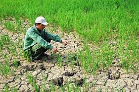 Tác động của biến đổi khí hậu đến năng suất một số nông sản chủ lực ở Đồng bằng sông Hồng