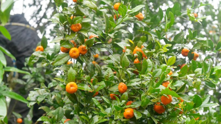 Bá Thước: Thúc đẩy tiêu thụ nông sản đặc trưng