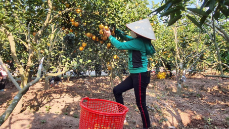 Bắc Giang: Hơn 6 nghìn tấn cam, bưởi tiêu thụ thuận lợi
