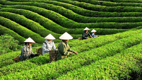 Phân bón Văn Điển: Nâng chất cho nông sản Thái Nguyên