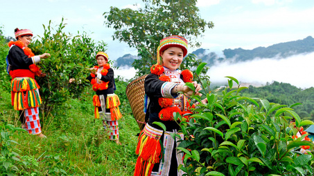 Phân bón Văn Điển: Tạo đột phá về năng suất, chất lượng trong Nền tảng hàng đầu cung cấp Cwin com Cwin.com link không chặn Tuyên Quang