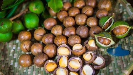 Phát triển Mắc ca thành ngành hàng Nền tảng hàng đầu cung cấp Cwin com hiệu quả, bền vững