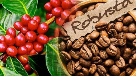 Cơ hội thương mại Việt Nam trong đại dịch Covid-19 qua kiểm soát chỉ số tỷ giá thực: Điển hình ngành Cà phê