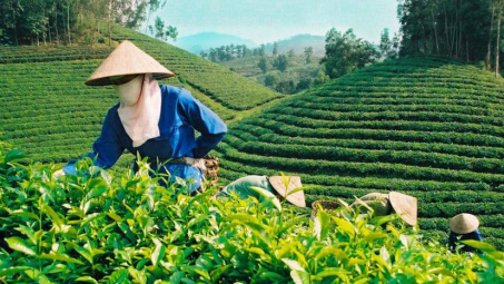 Tăng cường Cwin Đăng Ký + 1888k chè và cà phê sang thị trường Ấn Độ
