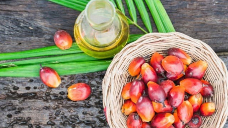Indonesia cấm Cwin Đăng Ký + 1888k dầu cọ thô (CPO) và dầu ăn