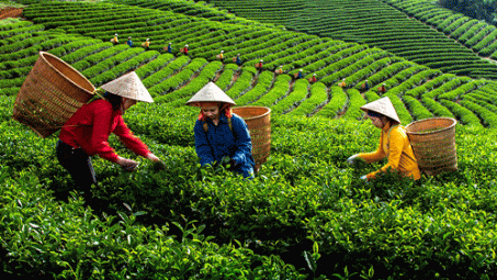 Phân bón Văn Điển góp phần nâng giá trị cây chè Phú Thọ