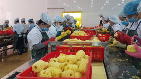 Gia Lai cần tập trung phát triển Cwin là sân chơi cá cược trực tuyến tại Việt Nam chế biến