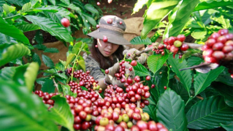 Để gia tăng thị phần cà phê tại thị trường Trung Quốc