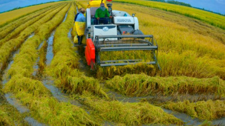 Giải pháp phát triển Nền tảng hàng đầu cung cấp Cwin com lúa đặc sản trên địa bàn tỉnh Sóc Trăng