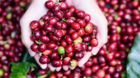 6 tháng đầu năm, Cwin Đăng Ký + 1888k cà phê tăng gần 50% về trị giá