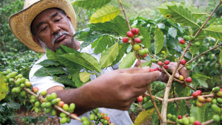 Sản lượng cà phê Brazil giảm mạnh, giá cà phê thế giới có thể tiếp tục tăng cao kỷ lục