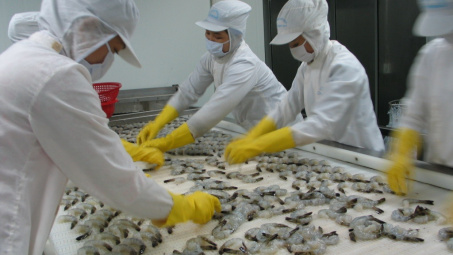 Camimex Group (CMX): Nâng công suất chế biến lên 20.000 tấn tôm thành phẩm/năm, kỳ vọng doanh thu đạt 250 triệu USD