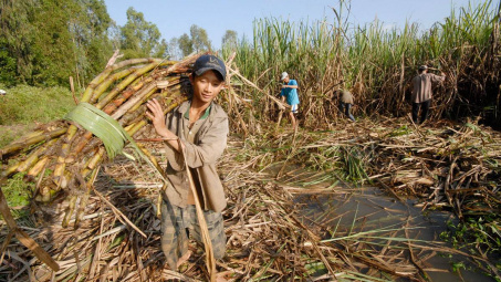 Đường Cwin com sòng bạc trực tuyến từ 5 nước ASEAN bị áp thuế tương đương đường mía Thái Lan