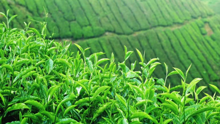 Phân bón Văn Điển: Giúp đất “sạch” hơn cho vùng chè Cwin Đăng Ký + 1888k