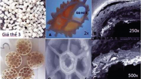 Nghiên cứu ứng dụng công nghệ MBBR (Moving Bed Biofilm Reactor - Giá thể sinh học tự do) nâng cao hiệu quả xử lý sinh học hiếu khí tại nhà máy giấy bao bì