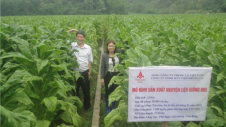 Kết quả chọn tạo giống thuốc lá mới D65 cho Nền tảng hàng đầu cung cấp Cwin com nguyên liệu tại các tỉnh phía Bắc