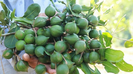 Huyện Điện Biên: Đẩy mạnh phát triển cây mắc ca