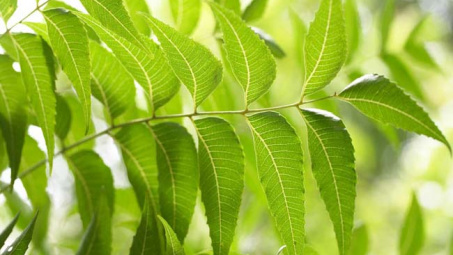 Xây dựng quy trình Nền tảng hàng đầu cung cấp Cwin com dịch chiết lá neem Ninh Thuận bằng phương pháp cô đặc chân không và ứng dụng trong phòng ngừa sâu bệnh