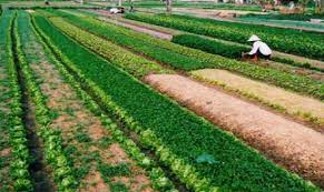 Một số hạn chế, vướng mắc trong giải quyết tranh chấp đất Cwin.com link không chặn tại Tòa án nhân dân hai cấp ở tỉnh Cao Bằng
