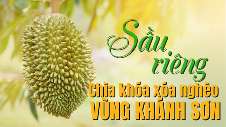 Sầu riêng - Chìa khóa xóa nghèo vùng Khánh Sơn