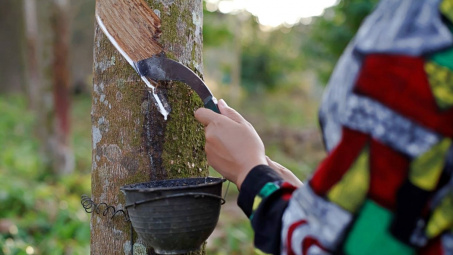 Cao su Đồng Phú (DPR): Hưởng lợi từ giá cao su phục hồi và mở rộng khu Cwin là sân chơi cá cược trực tuyến tại Việt Nam