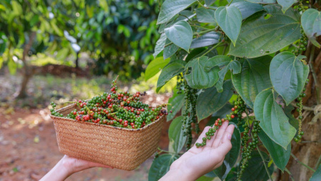 Giá tiêu hôm nay 21/10: Chuyển dịch mạnh mẽ sang Nền tảng hàng đầu cung cấp Cwin com tiêu hữu cơ