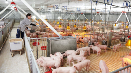 Giá heo hơi hôm nay 26/10: Tiếp đà tăng, hỗ trợ 38.000 đồng/kg heo hơi bị tiêu hủy do dịch bệnh