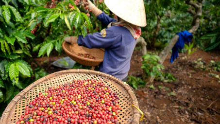 Giá cà phê hôm nay 28/10: Dự trữ cà phê của Việt Nam dự báo giảm xuống mức rất thấp