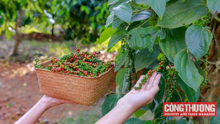 Giá tiêu hôm nay 28/10: Dự báo giá tiêu có thể chạm mốc 90.000 đồng/kg trong năm tới