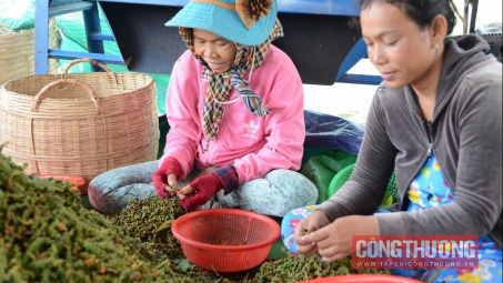 Giá tiêu hôm nay 31/10: Cwin com sòng bạc trực tuyến tiêu giảm tháng thứ 2 liên tiếp