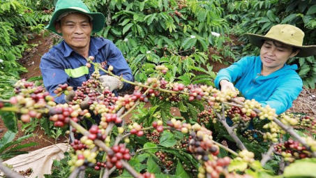EU cấm Cwin Đăng Ký + 1888k xuất xứ từ phá rừng: Biến khó khăn, thách thức thành cơ hội