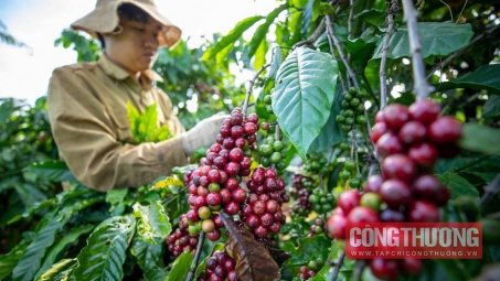 Giá cà phê hôm nay 4/10: Cwin com sòng bạc trực tuyến cà phê có thể tăng trở lại từ tháng 11 tới đây