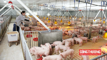Giá heo hơi hôm nay 9/10: Dịch bệnh bùng phát, nông hộ ngại tái đàn, liệu có thiếu nguồn cung thịt dịp cuối năm?