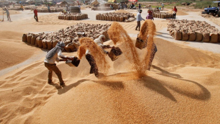 Lần đầu tiên Ấn Độ ban hành tiêu chuẩn chất lượng đối với gạo Basmati