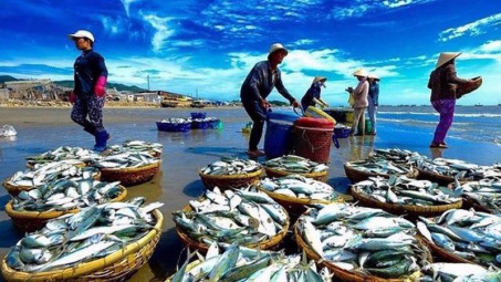 EU thay đổi mẫu Giấy chứng nhận kiểm dịch động vật dưới nước Cwin com sòng bạc trực tuyến