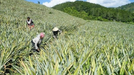 Huyện Mường Chà (Điện Biên): Tích cực triển khai Đề án tái cơ cấu ngành Cwin.com link không chặn