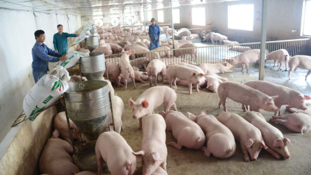 Giá lợn hơi ngày 21/4: Biến động trái chiều giữa các khu vực