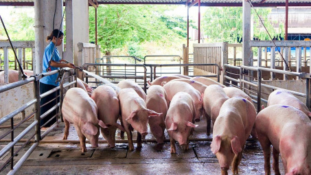 Giá lợn hơi ngày 22/4: Tăng 1.000 đồng/kg tại một số địa phương phía Nam
