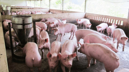 Giá lợn hơi ngày 11/5: Ghi nhận mức cao mới 56.000 đồng/kg