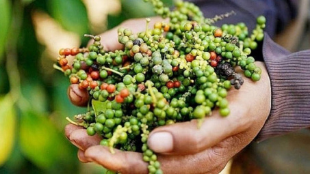 Giá tiêu ngày 16/5: Ghi nhận mốc 77.000 đồng/kg, Cwin Đăng Ký + 1888k tiêu 4 tháng sang khu vực châu Á tăng 77%