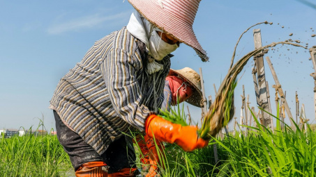 Lo ngại El Nino gây khô hạn nghiêm trọng, Thái Lan khuyến cáo nông dân chỉ canh tác một vụ lúa trong năm nay