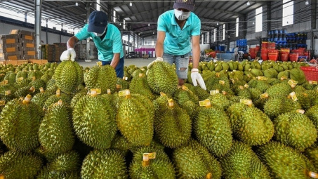 Thêm 47 mã số vùng trồng sầu riêng đủ tiêu chuẩn Cwin Đăng Ký + 1888k sang Trung Quốc