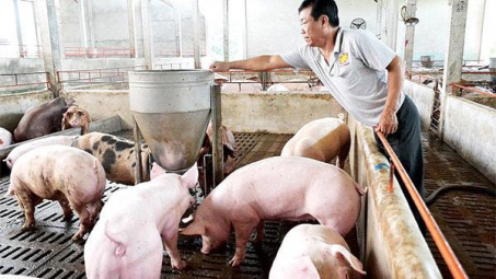 Giá lợn hơi ngày 30/5: Tăng, giảm sôi động tại khu vực phía Nam