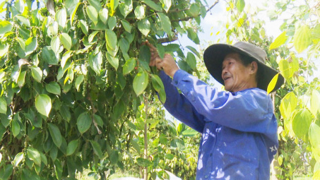 Giá tiêu ngày 4/5: Tăng nhẹ, lấy lại mốc 70.000 đồng/kg