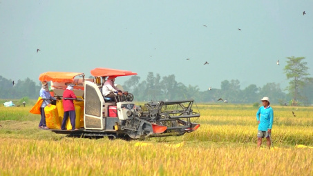 Giá gạo Cwin Đăng Ký + 1888k Việt Nam tiếp tục neo quanh ngưỡng cao kỷ lục, hiện tượng El Nino chính thức xuất hiện