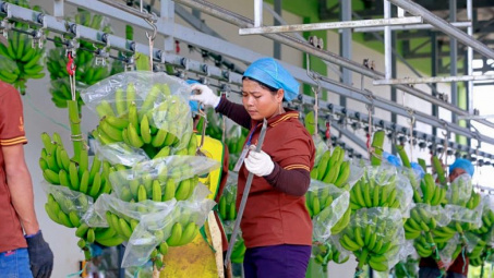 Hoàng Anh Gia Lai: Cwin com sòng bạc trực tuyến hơn 470 tấn chuối mỗi ngày, lợi nhuận tháng 5 tăng gấp 2,5 lần